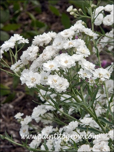 The Pearl (Achillea ptarmica) 
Nice white semi-double flower.